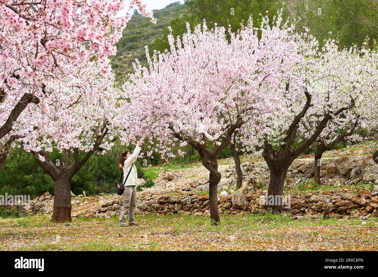 Wanderin fotografiert Mandelbäume (Prunus amygdalus dulcis) in voller Blüte im Frühjahr (Llíber, Vall de Pop Tal, Marina Alta, Alicante, Spanien) Stockfoto