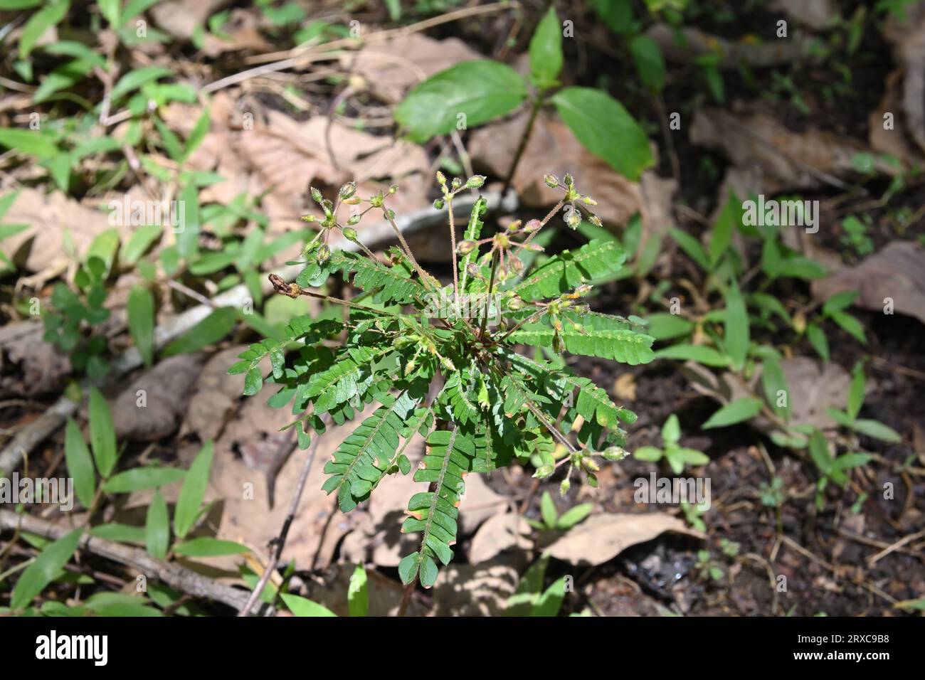 Nahaufnahme einer blühfertigen Reinwardt-Baumpflanze (Biophytum Reinwardtii), die in einem Wildgebiet wächst Stockfoto