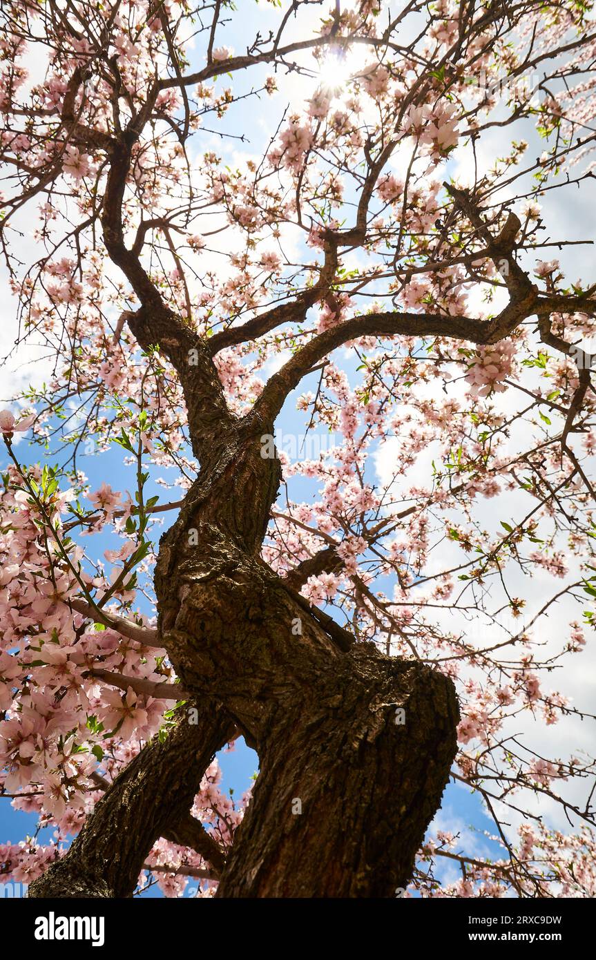 Mandelzweige (Prunus amygdalus dulcis) mit Blütenblüten in voller Blüte im Frühjahr (Llíber, Vall de Pop Tal, Marina Alta, Alicante, Spanien) Stockfoto