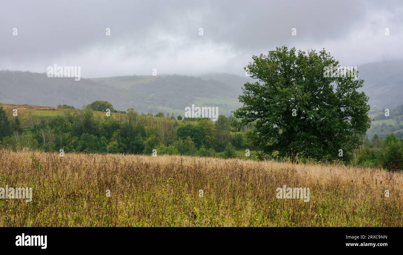 Eiche auf dem Hügel im Herbst. Bergige Landschaft an einem regnerischen Tag. Bewölkter Himmel Stockfoto