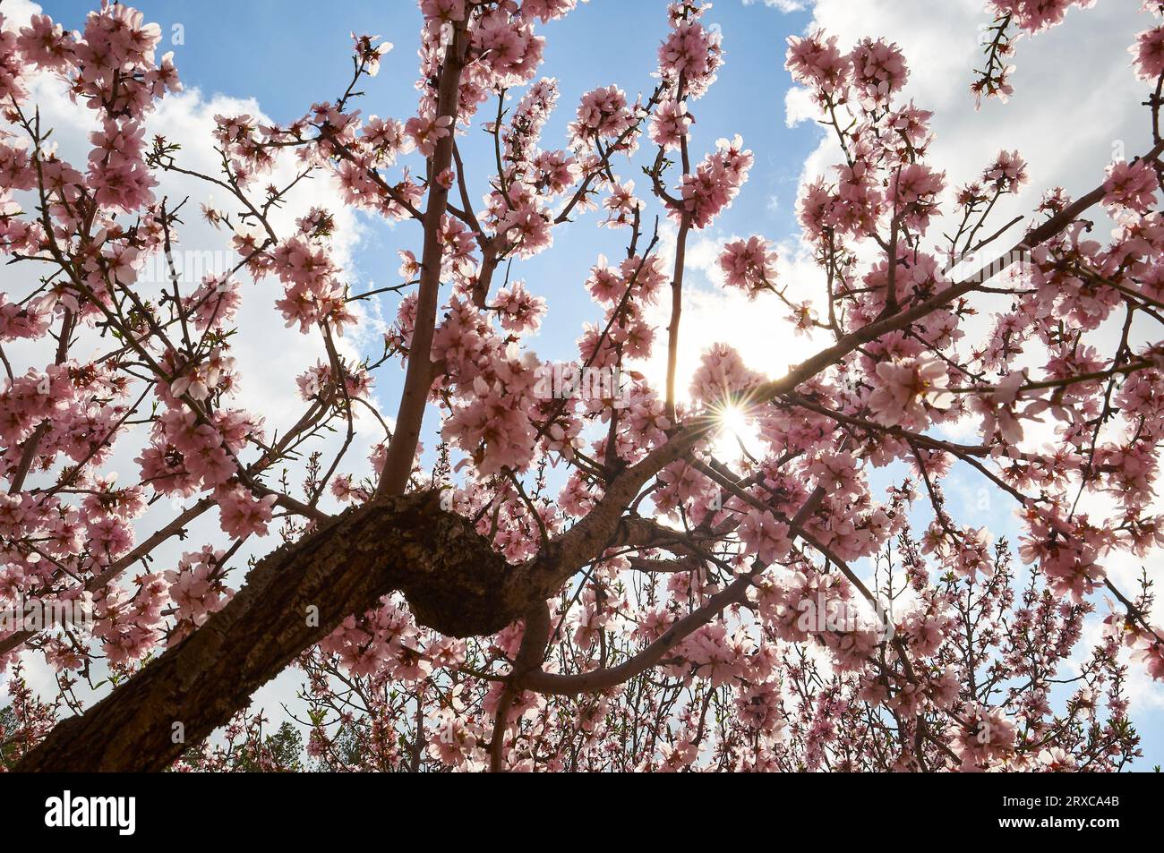 Mandelzweige (Prunus amygdalus dulcis) mit Blütenblüten in voller Blüte im Frühjahr (Llíber, Vall de Pop Tal, Marina Alta, Alicante, Spanien) Stockfoto