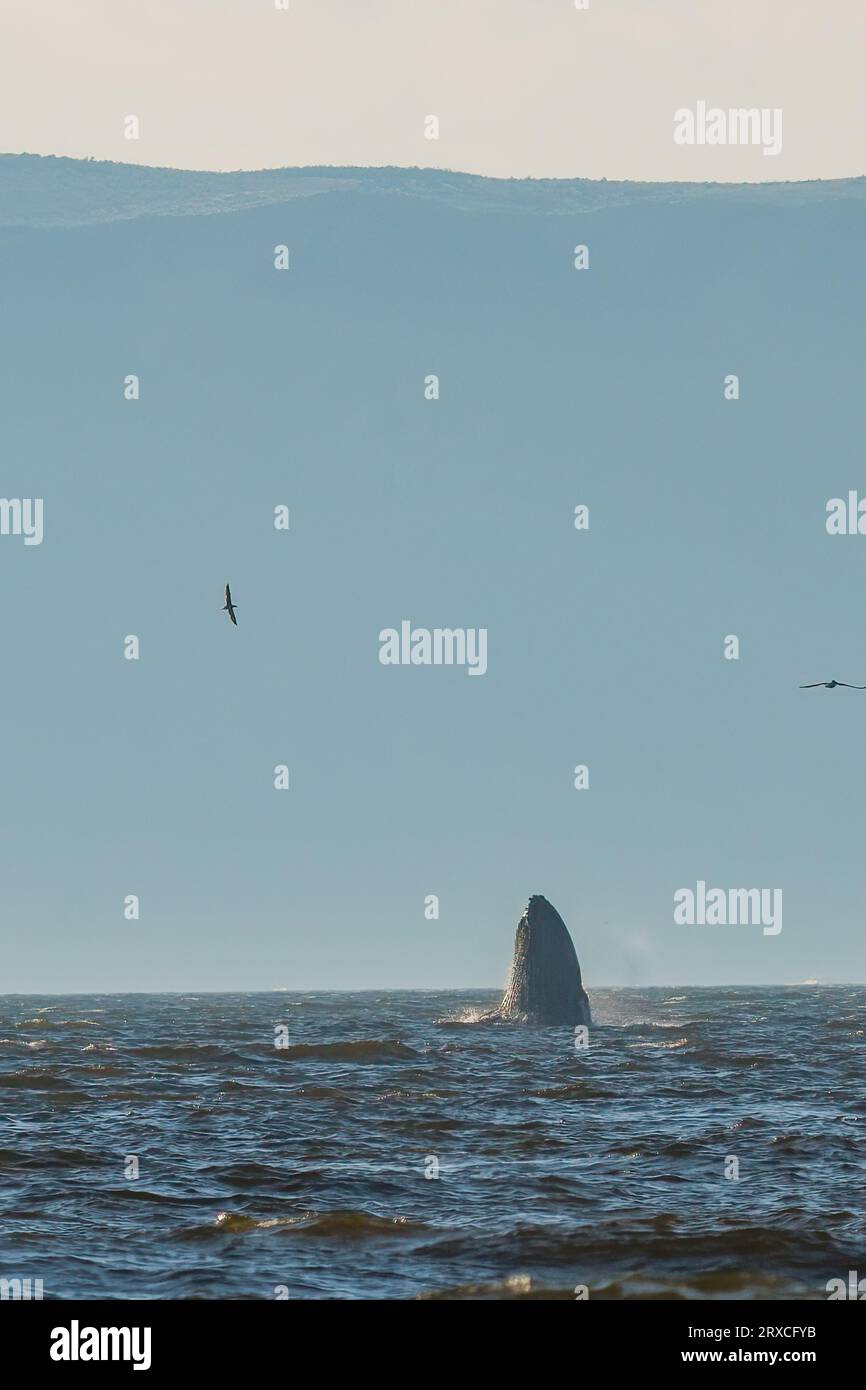 Pazifik und Silhouette eines großen Buckelwals, der im Ozean aus dem Wasser austritt, Berge im Hintergrund Stockfoto