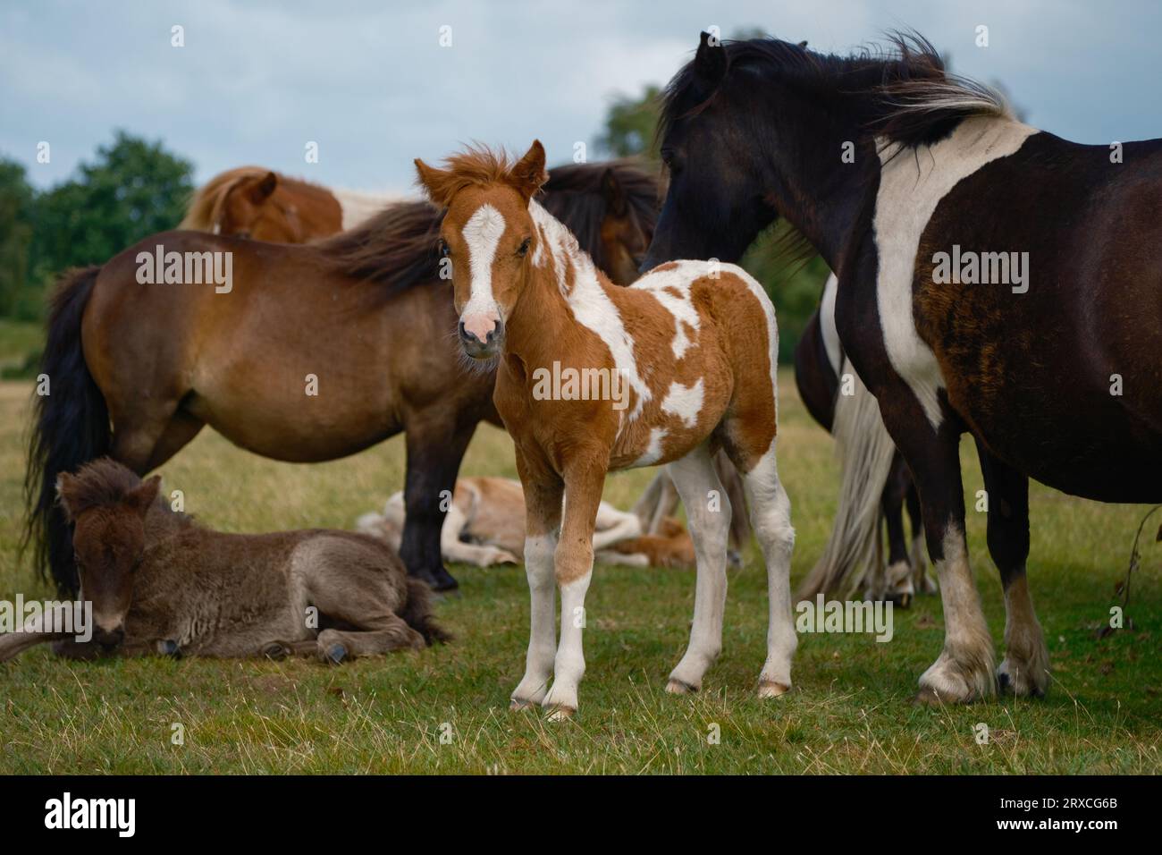 Eine Versammlung von New Forest Ponys mit 3 entzückenden Fohlen, eines stand in die Kamera und andere lag auf dem Boden unter der Pferdefamilie. England Hampshire Stockfoto