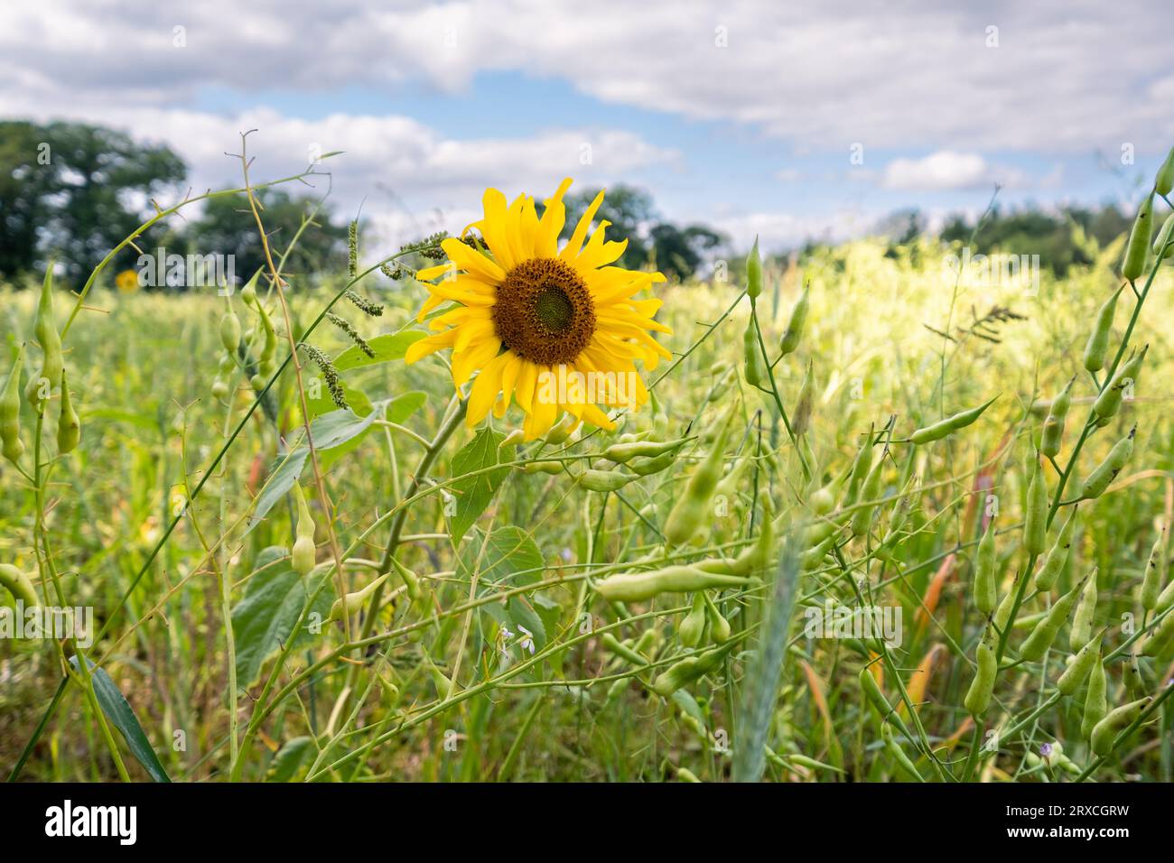 Ein Teil eines Bauernfeldes in Hampshire England wurde der Wiederbewilderung überlassen, mit Sonnenblumen und Wildblumen wachsen Stockfoto