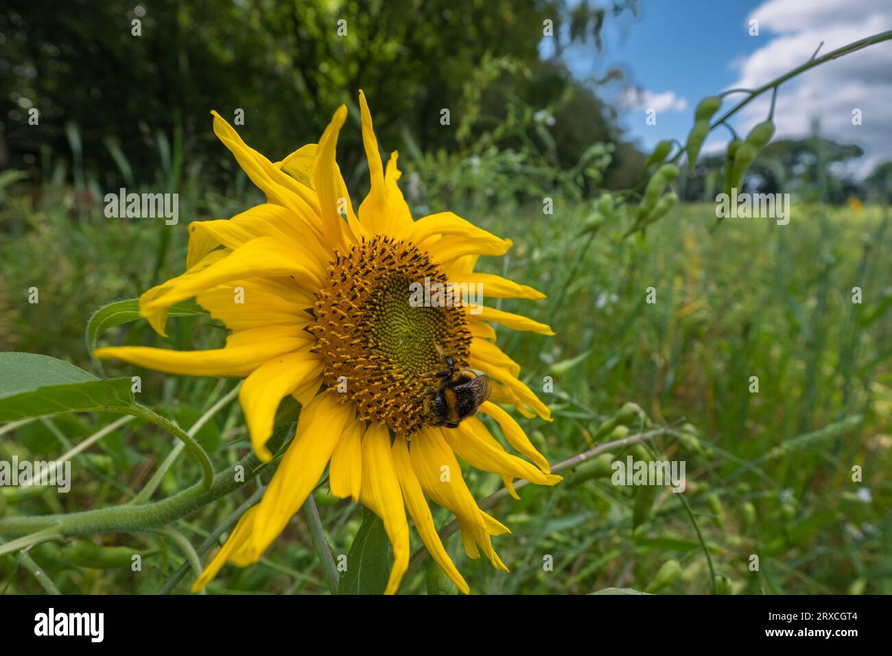 Ein Teil eines Bauernfeldes in Hampshire England wurde der Wiederbewilderung überlassen, mit Sonnenblumen und Wildblumen wachsen Stockfoto