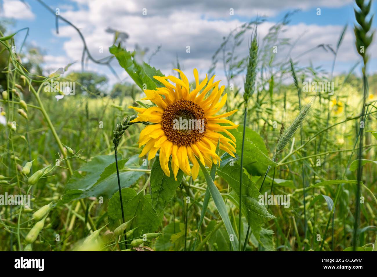Ein Teil eines Bauernfeldes in Hampshire England wurde der Wiederbewilderung überlassen, mit Sonnenblumen und Wildblumen wachsen Stockfoto