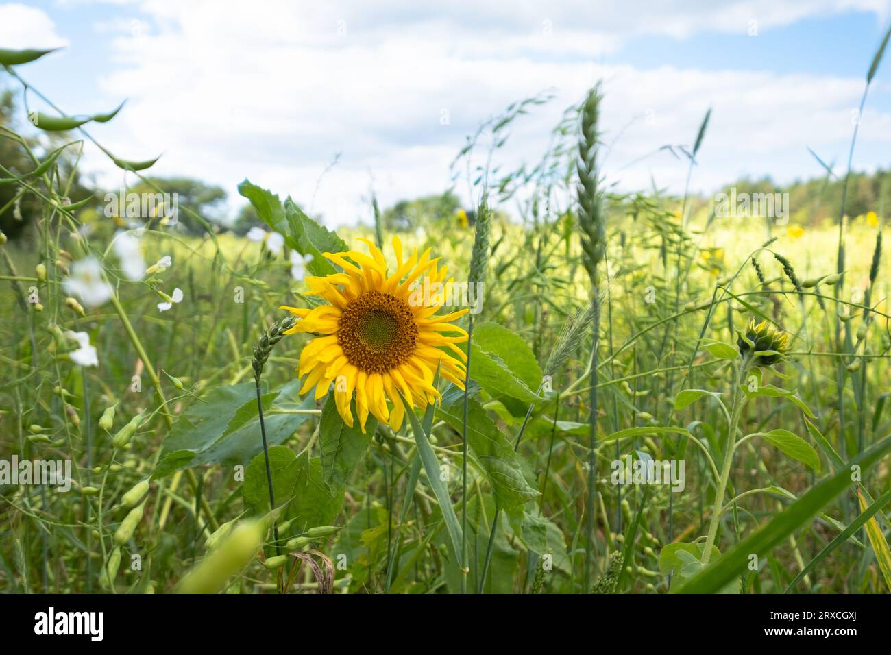 Ein Teil eines Bauernfeldes in Hampshire England wurde der Wiederbewilderung überlassen, mit Sonnenblumen und Wildblumen wachsen Stockfoto