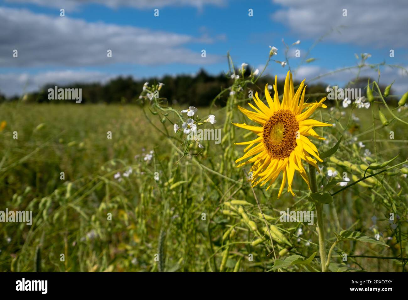 Ein Teil eines Bauernfeldes in Hampshire England wurde der Wiederbewilderung überlassen, mit Sonnenblumen und Wildblumen wachsen Stockfoto