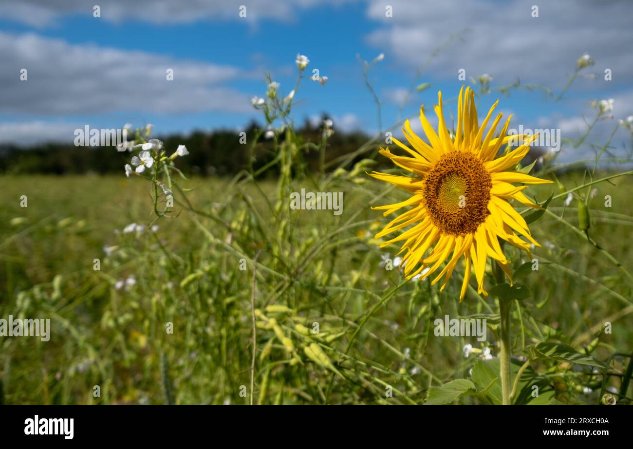 Ein Teil eines Bauernfeldes in Hampshire England wurde der Wiederbewilderung überlassen, mit Sonnenblumen und Wildblumen wachsen Stockfoto