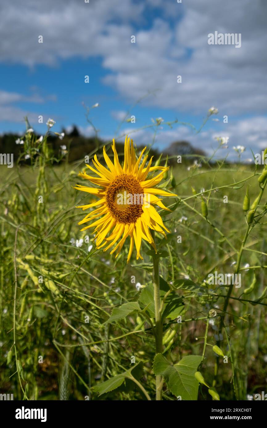 Ein Teil eines Bauernfeldes in Hampshire England wurde der Wiederbewilderung überlassen, mit Sonnenblumen und Wildblumen wachsen Stockfoto