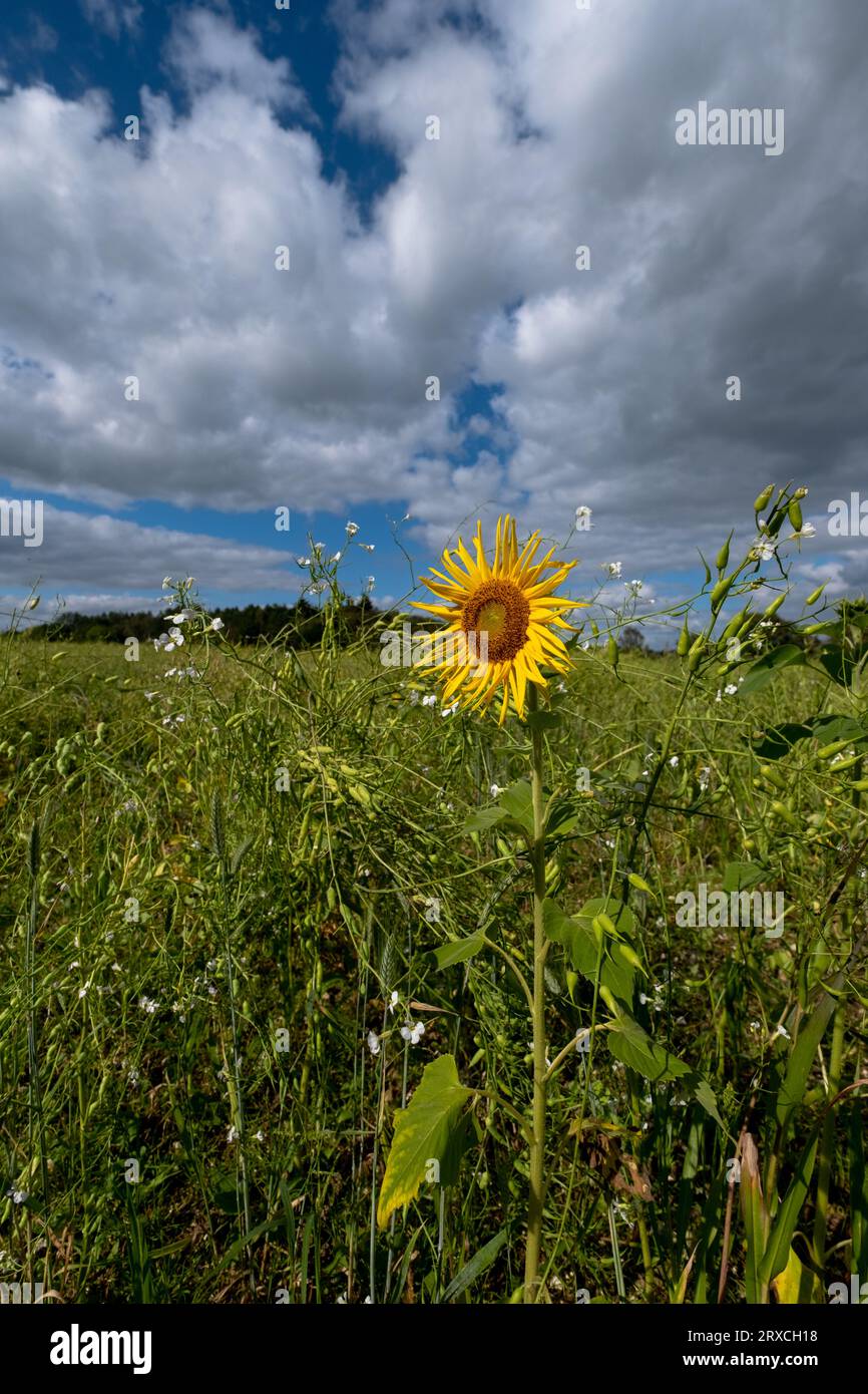 Ein Teil eines Bauernfeldes in Hampshire England wurde der Wiederbewilderung überlassen, mit Sonnenblumen und Wildblumen wachsen Stockfoto