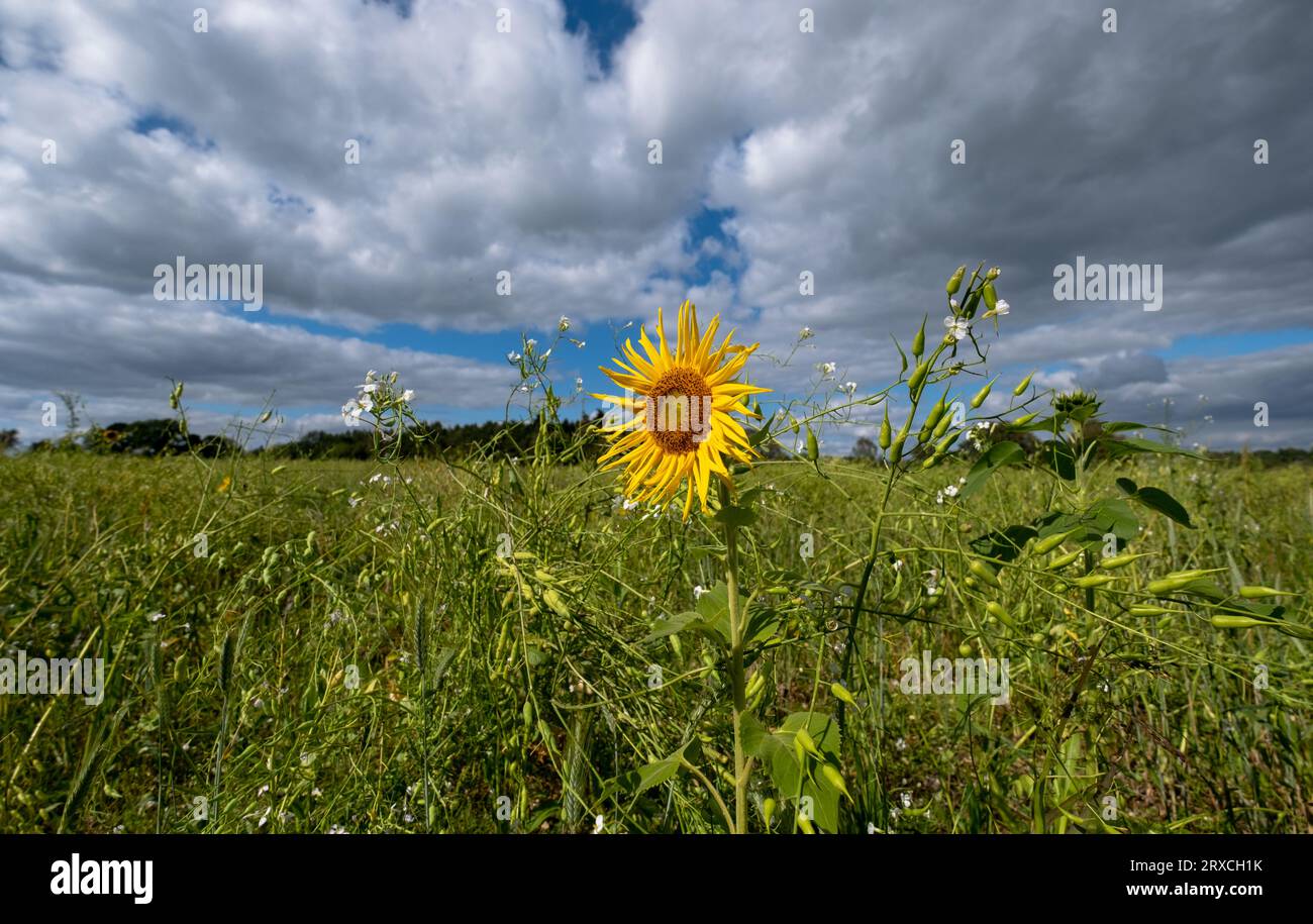 Ein Teil eines Bauernfeldes in Hampshire England wurde der Wiederbewilderung überlassen, mit Sonnenblumen und Wildblumen wachsen Stockfoto