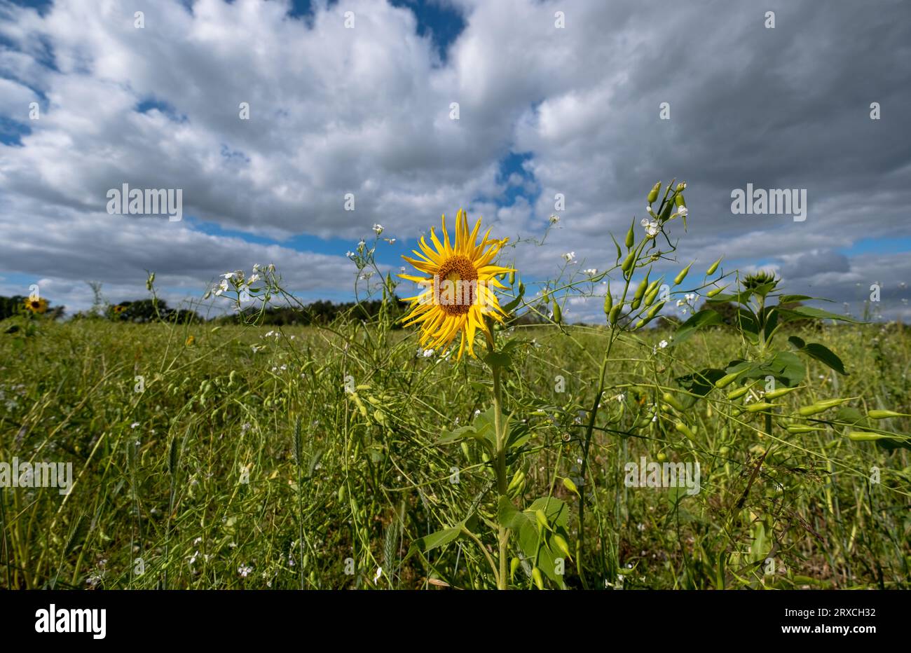 Ein Teil eines Bauernfeldes in Hampshire England wurde der Wiederbewilderung überlassen, mit Sonnenblumen und Wildblumen wachsen Stockfoto