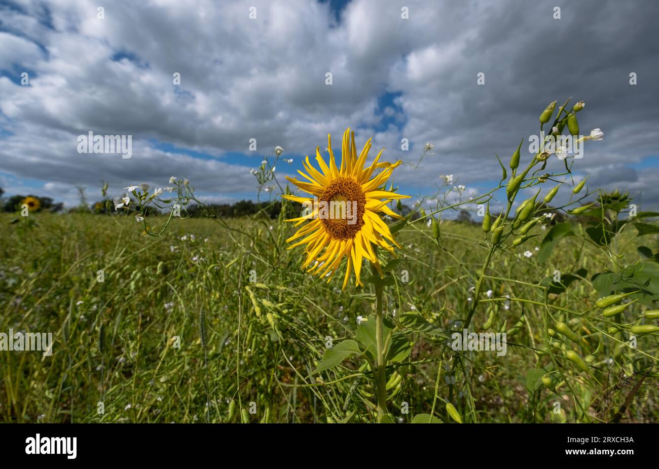 Ein Teil eines Bauernfeldes in Hampshire England wurde der Wiederbewilderung überlassen, mit Sonnenblumen und Wildblumen wachsen Stockfoto