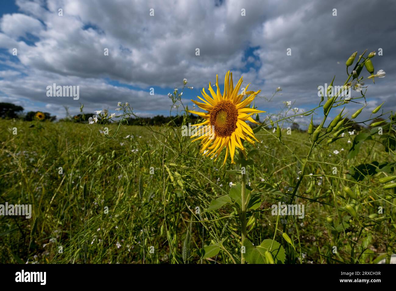 Ein Teil eines Bauernfeldes in Hampshire England wurde der Wiederbewilderung überlassen, mit Sonnenblumen und Wildblumen wachsen Stockfoto