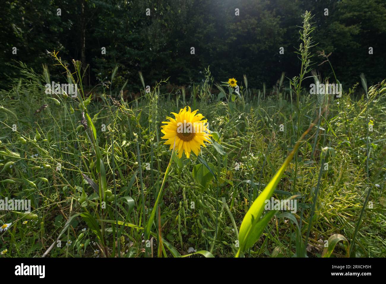 Ein Teil eines Bauernfeldes in Hampshire England wurde der Wiederbewilderung überlassen, mit Sonnenblumen und Wildblumen wachsen Stockfoto