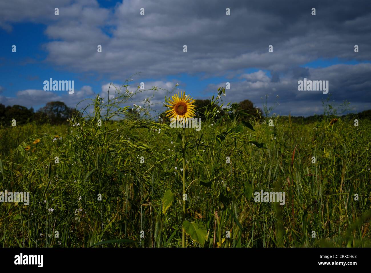 Ein Teil eines Bauernfeldes in Hampshire England wurde der Wiederbewilderung überlassen, mit Sonnenblumen und Wildblumen wachsen Stockfoto