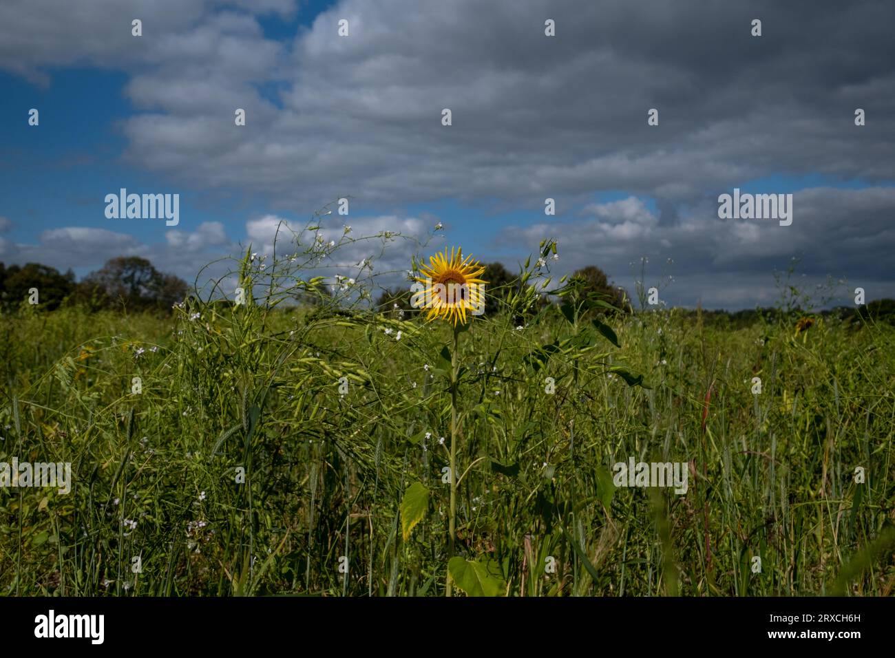 Ein Teil eines Bauernfeldes in Hampshire England wurde der Wiederbewilderung überlassen, mit Sonnenblumen und Wildblumen wachsen Stockfoto