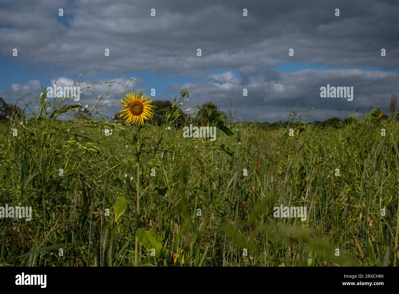 Ein Teil eines Bauernfeldes in Hampshire England wurde der Wiederbewilderung überlassen, mit Sonnenblumen und Wildblumen wachsen Stockfoto