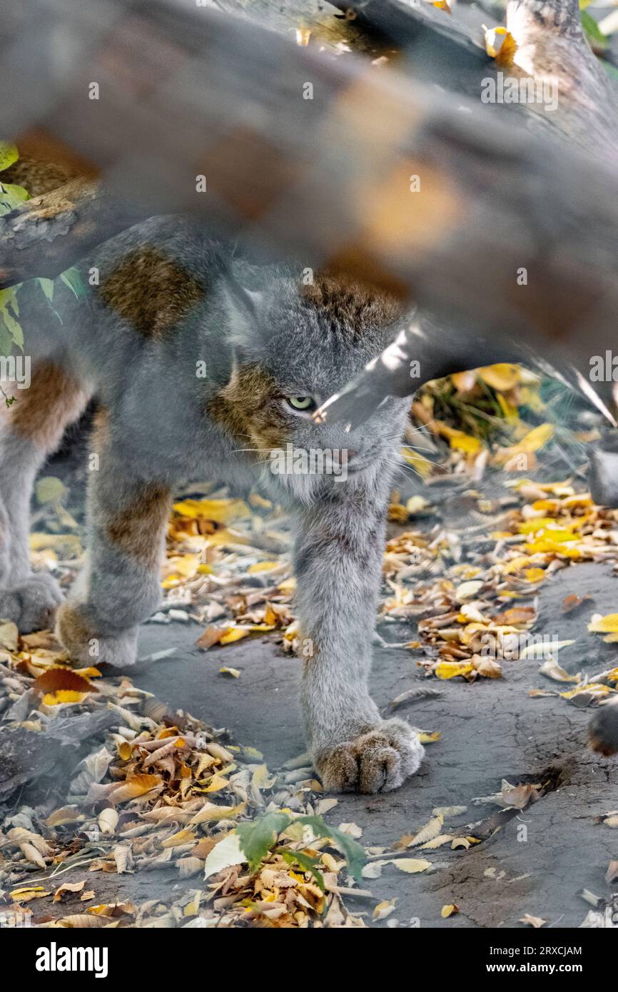 kanadischer Luchs versteckt sich im Busch Stockfoto