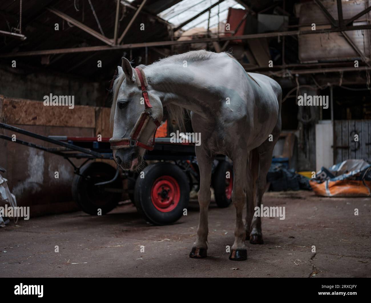 Ein Pferd in einem Stall in Dublin, Irland. Stockfoto