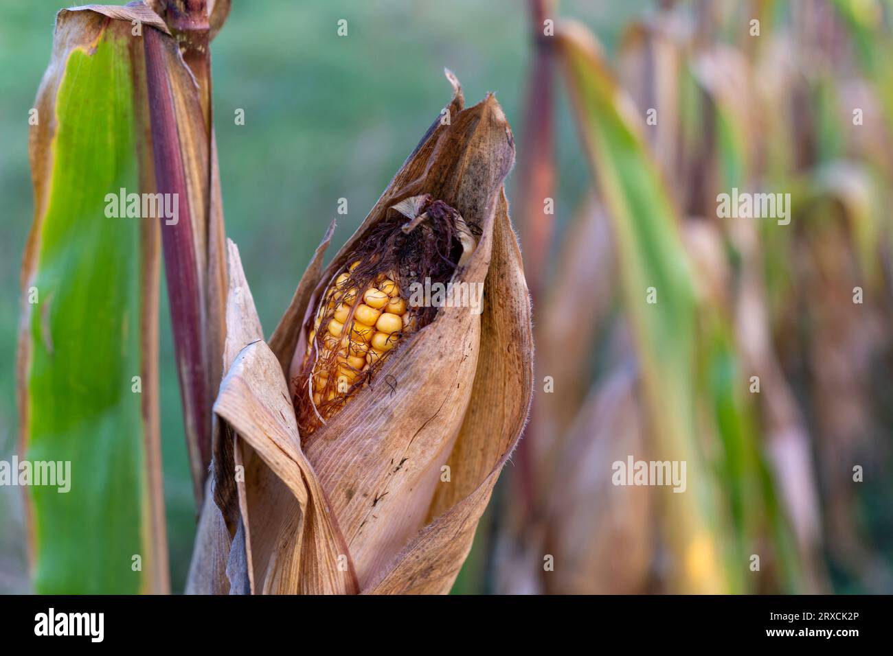 Gelb reifer Maiskopf (Zea Mays) mit braunen trockenen Blättern im Herbst Stockfoto