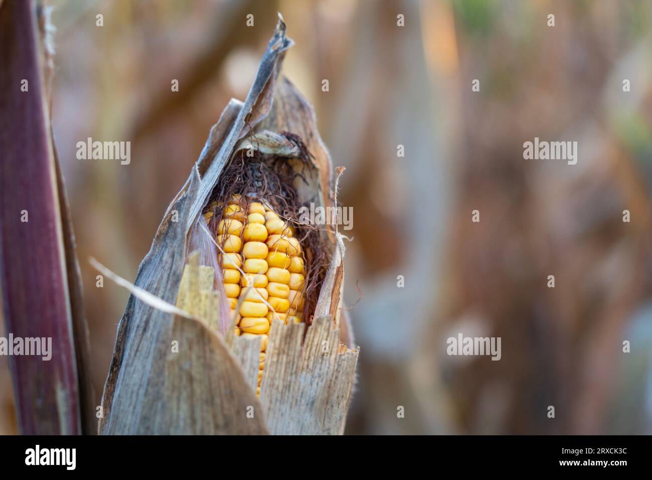 Gelb reifer Maiskopf (Zea Mays) mit braunen trockenen Blättern im Herbst Stockfoto