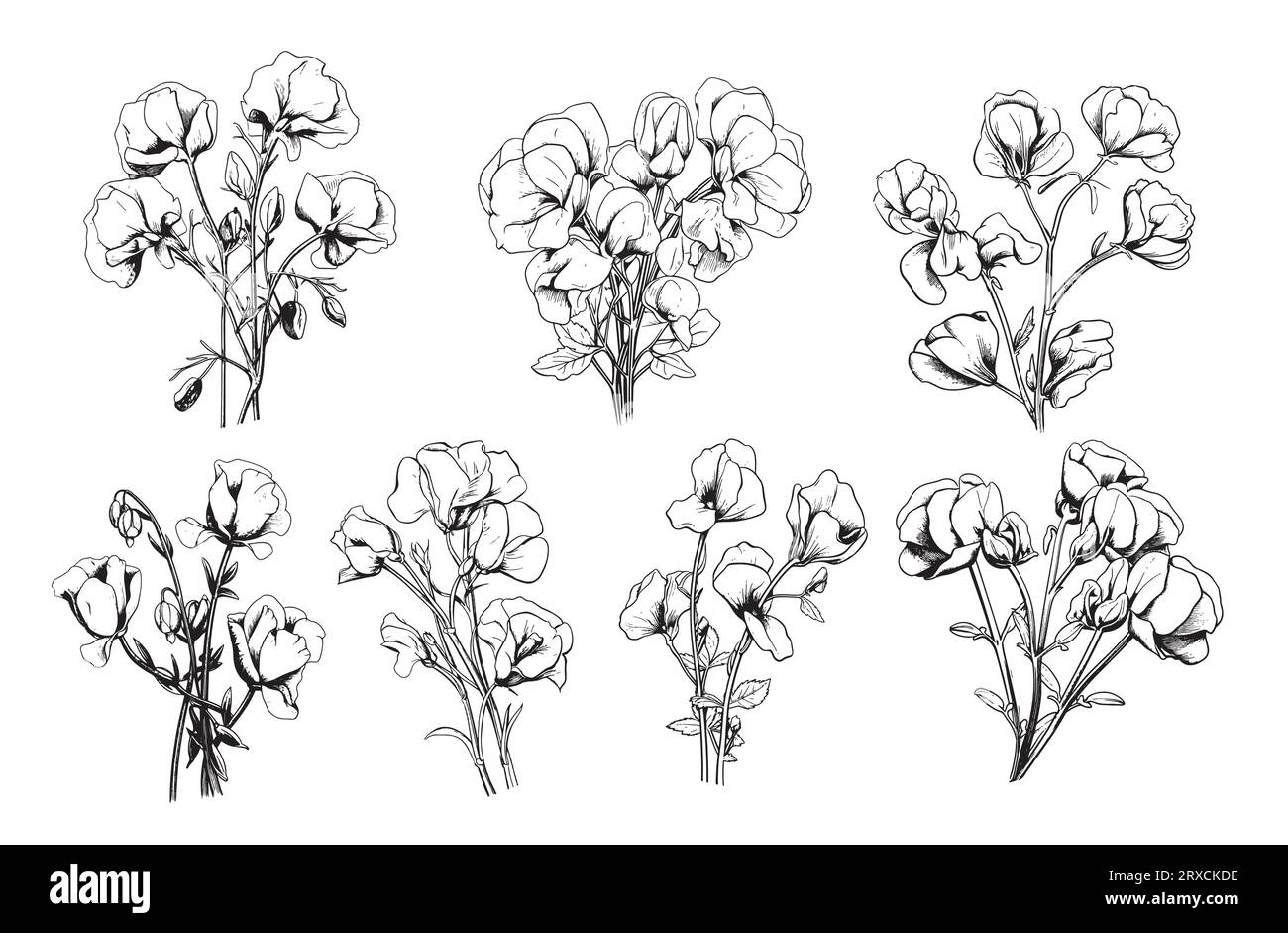 Süße Erbsenkollektion skizziert von Hand im Comic-Stil gezeichnet. Vektor Gartenblumen Stock Vektor