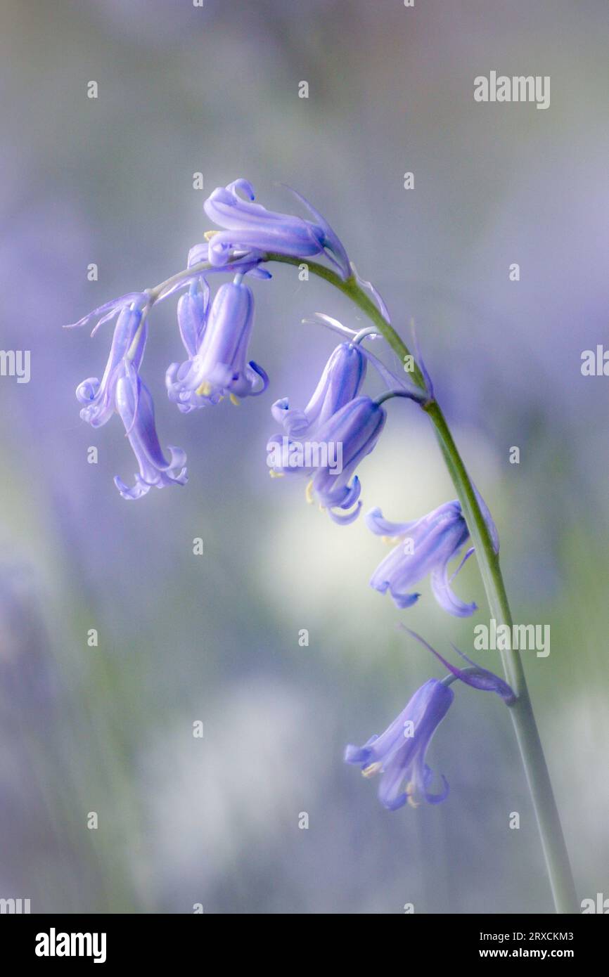 BLUEBELL Blume Stockfoto