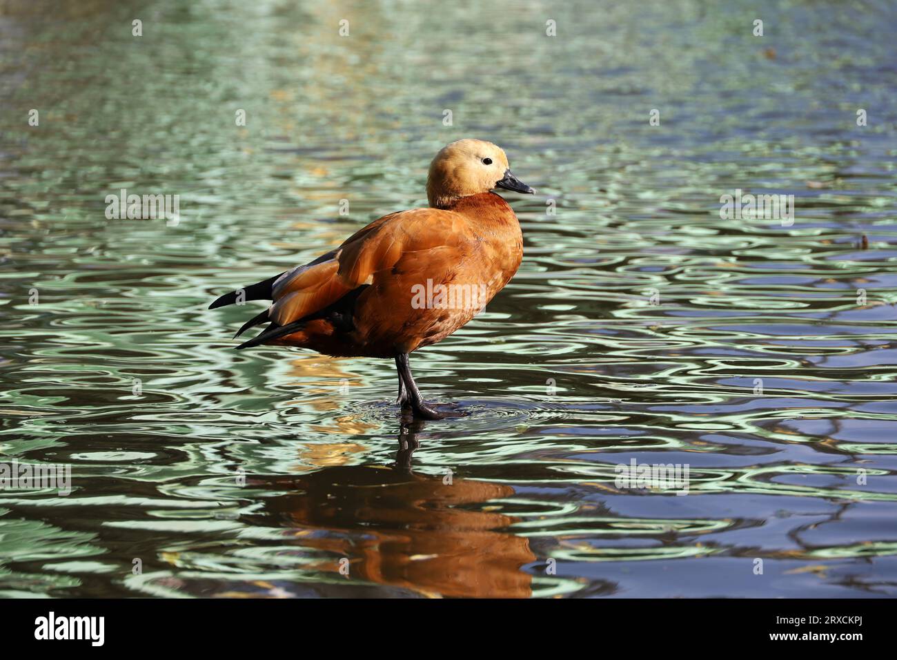 Auf der Wasseroberfläche stehende Stauducke (Tadorna ferruginea). Männliche Rote Ente an einer Seeküste Stockfoto