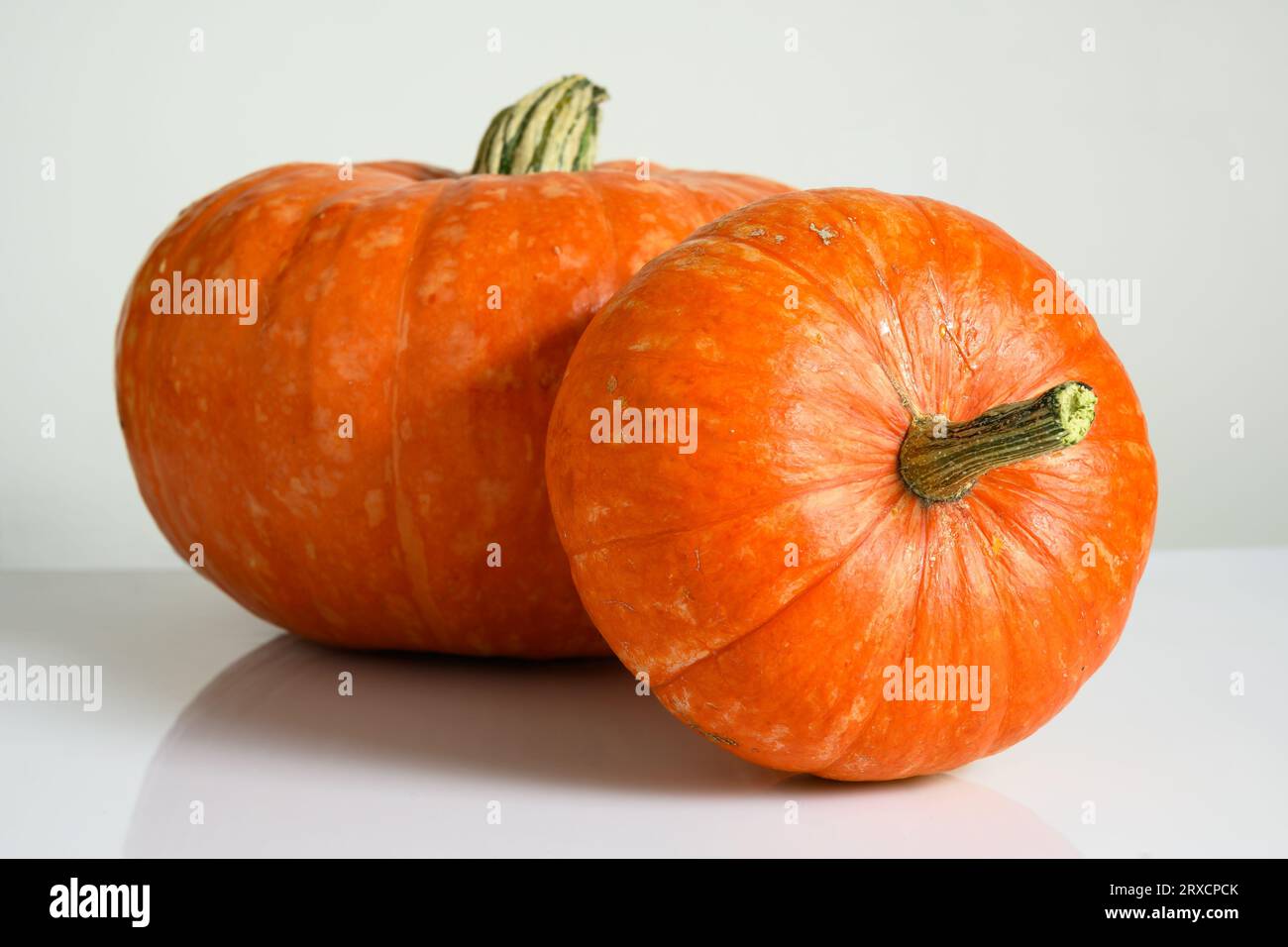 Kürbisse auf weißem Tisch gegen Lichtwand zum Halloween-Thema. Stillleben von Gemüse, zwei ganze orangene Kürbisse. Konzept der Bio-Lebensmittel, Thanksgi Stockfoto