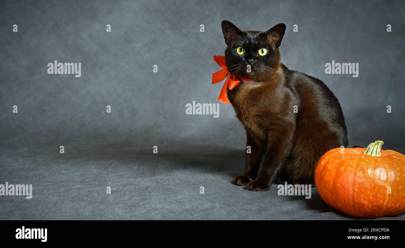 Burma Katze und Kürbis auf grauem Studiohintergrund für Halloween, braune burmesische Katze mit orangem Band, süßes Haustier in Halloween Urlaub. Hallowen, Party, A Stockfoto