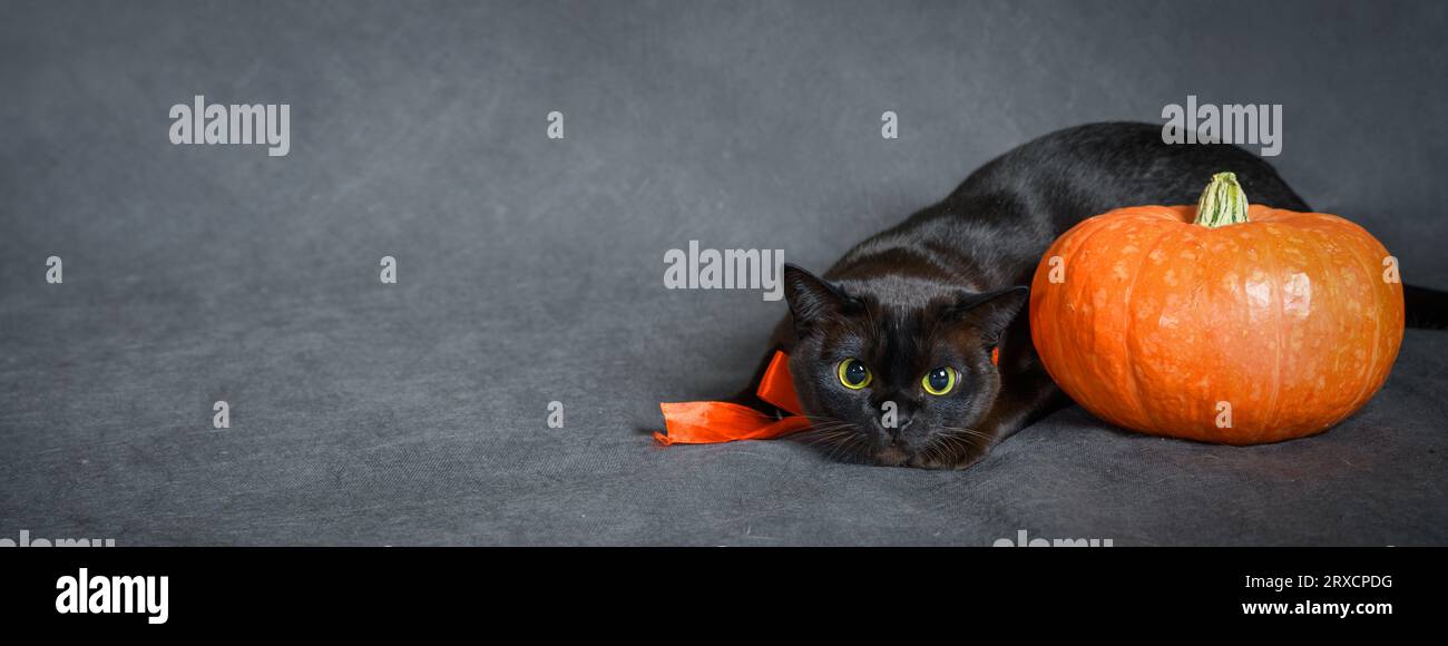 Burmesische Katze und Kürbis auf Halloween-Hintergrund, Banner mit brauner Burma-Katze in orangefarbenem Band, süßes Haustier auf Halloween-Party. Hallowen, Tier, Studio, Stockfoto