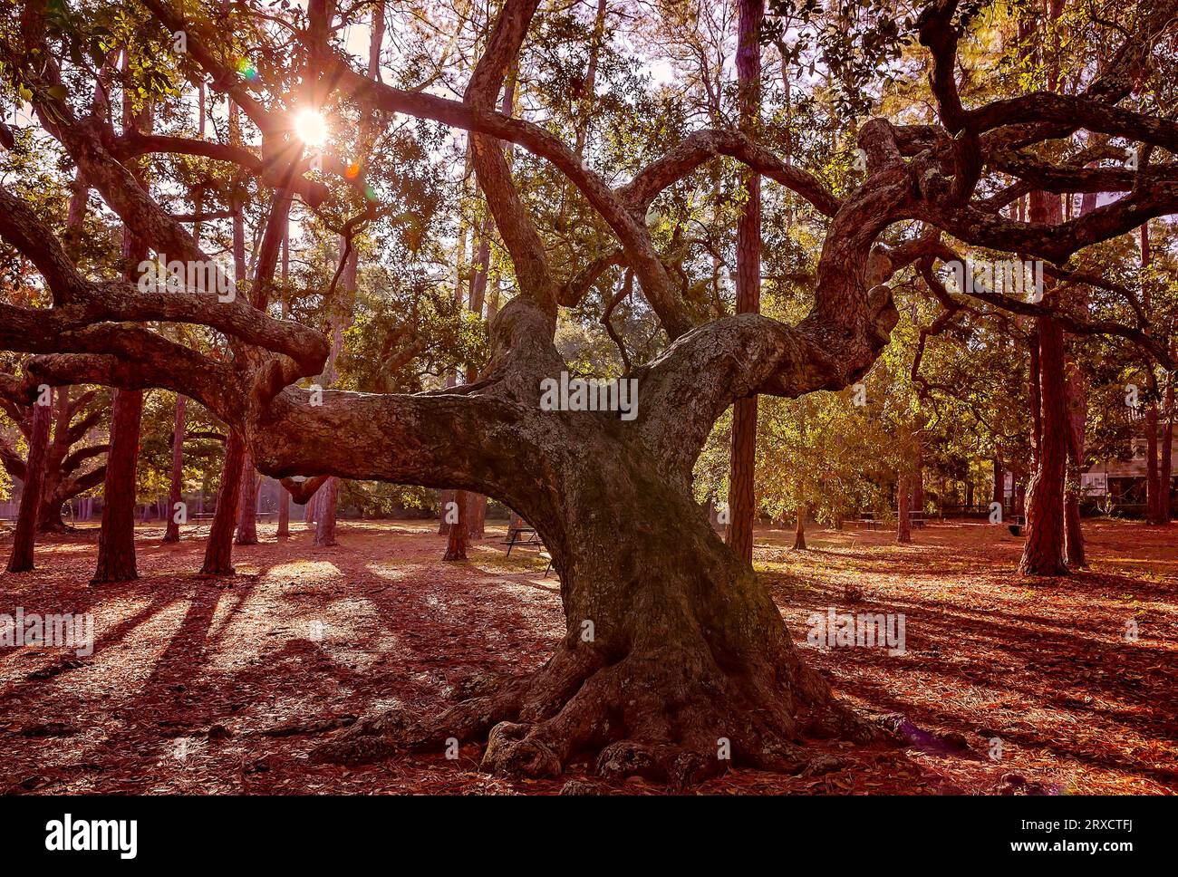 Eine massive Eiche ist am Cadillac Square, 23. November 2012 auf Dauphin Island, Alabama, abgebildet. Stockfoto