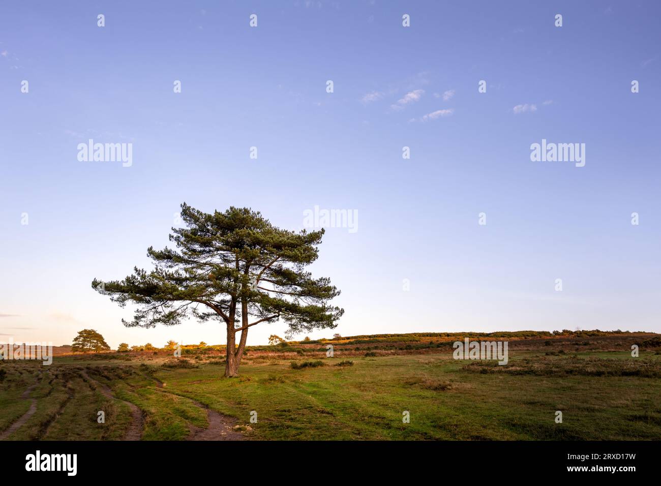 Eine einsame schottische Kiefer im Ashdown Forest im Herbst, East Sussex, England Stockfoto