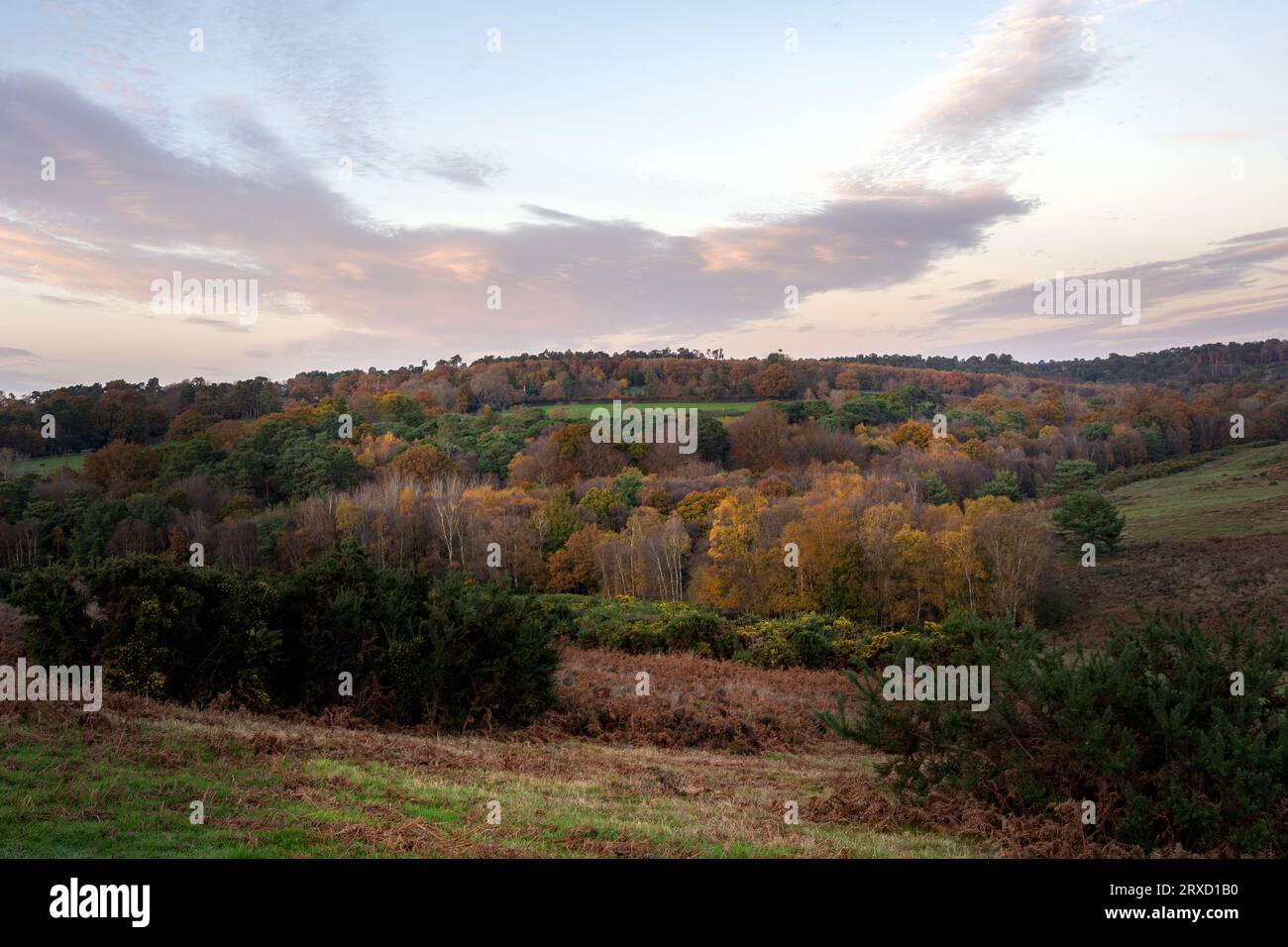 Blick auf den Ashdown Forest im Herbst, East Sussex, England Stockfoto