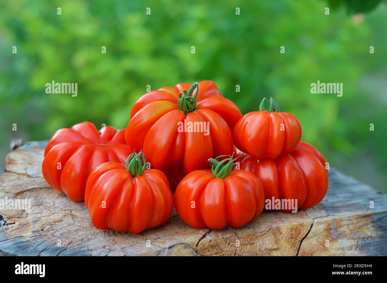 Rote gerippte Tomaten, die in unserem eigenen Garten angebaut werden. Bio-Gartenkonzept. Stockfoto
