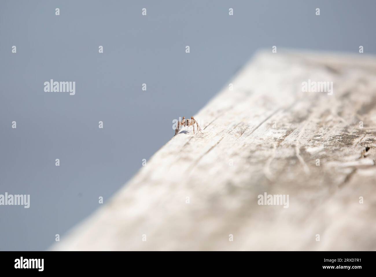 Vor einer gefleckten Wolfsspinne (Pardosa amentata) auf einer Holzplanke Stockfoto