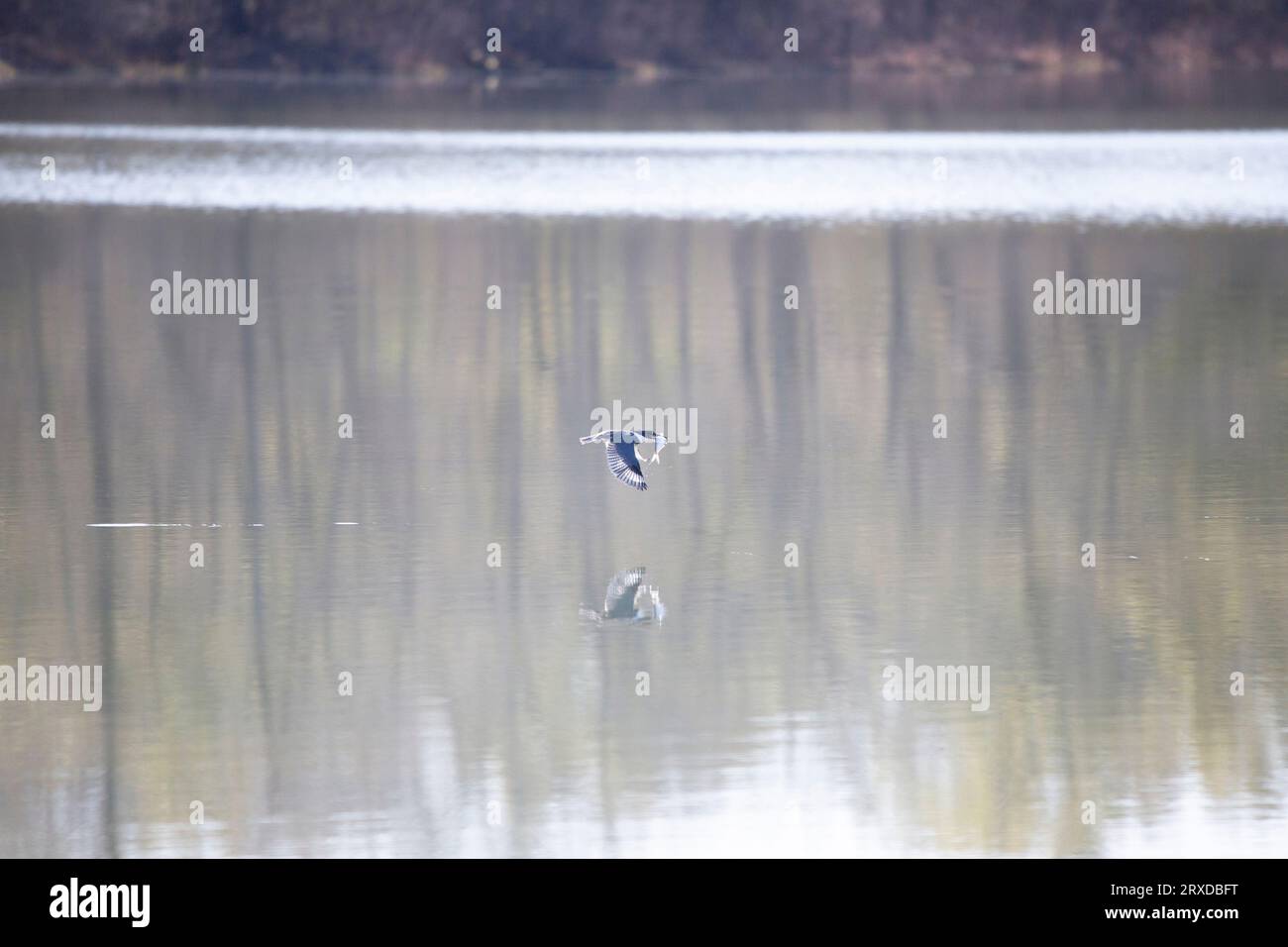 Weibchen mit Gürtel eisvogel (Megaceryle alcyon) fliegt über Wasser mit einem Gizzardshad (Dorosoma cepedianum) im Schnabel Stockfoto