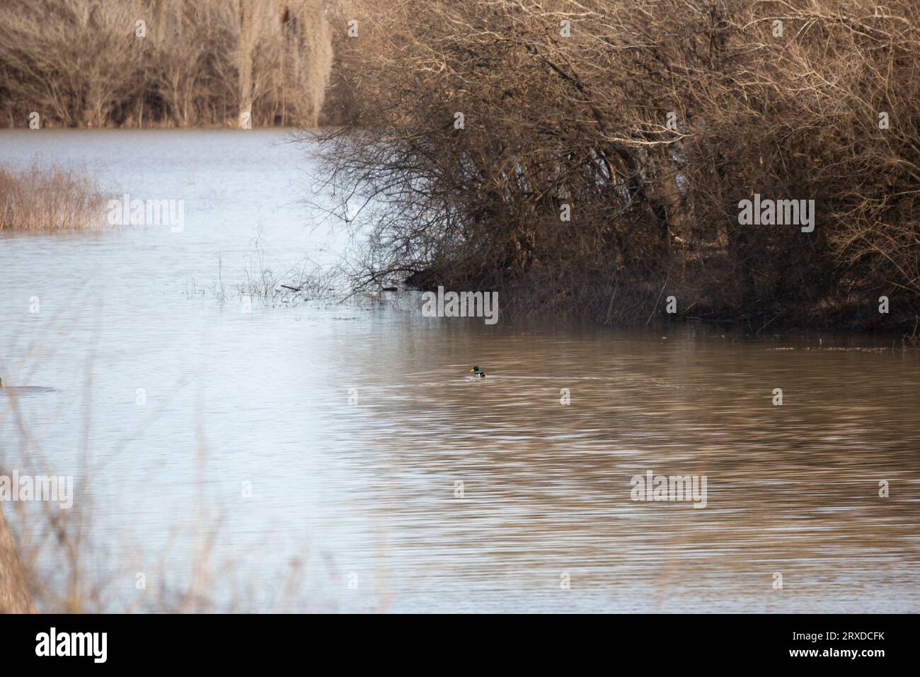 Männliche Stockente (Anas platyrhynchos) schwimmt allein im Wasser Stockfoto