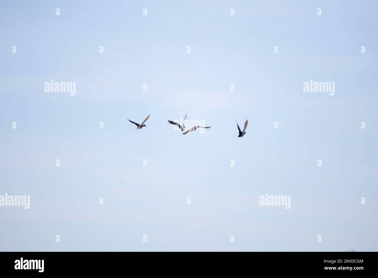 Vier Stockenten (Anas platyrhynchos) fliegen durch einen graublauen Himmel Stockfoto