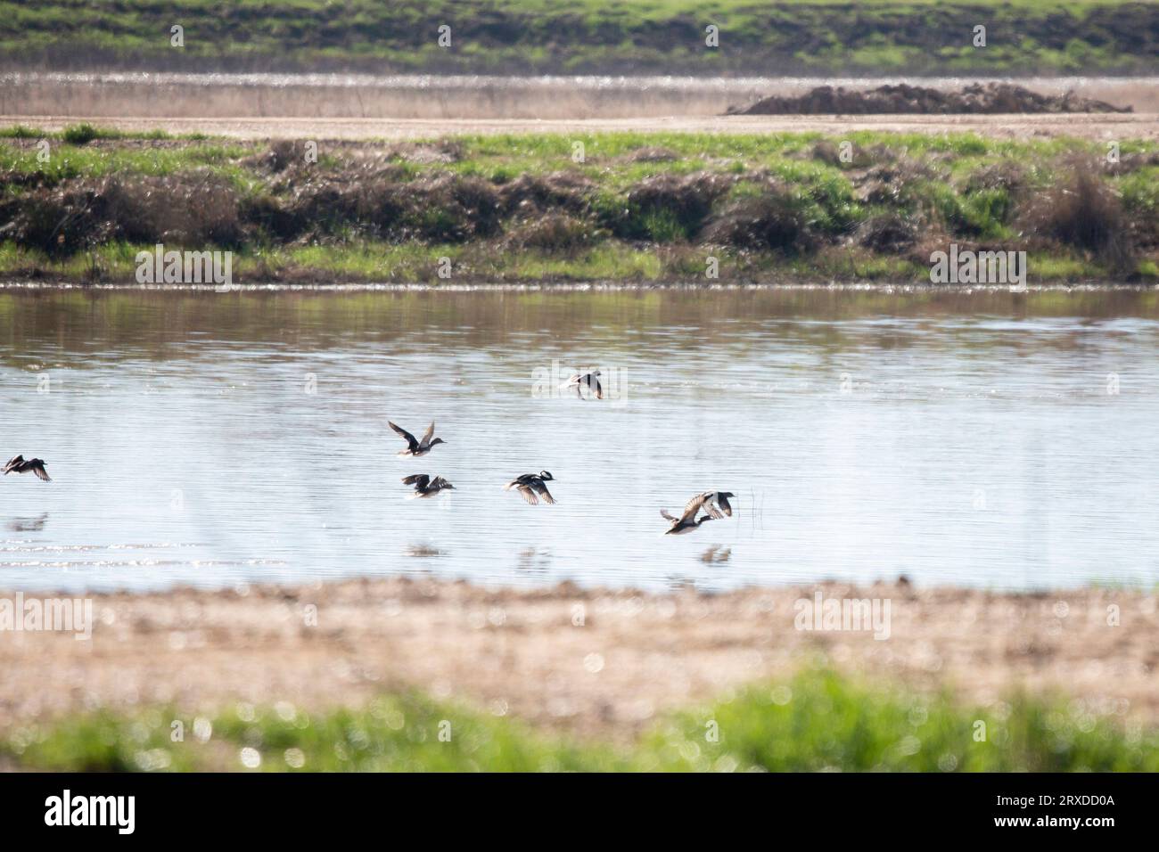 Sieben Merganserenten mit Kapuze (Lophodytes cucullatus), die aus einem Sumpf fliegen, wobei der männliche Merganser in der Mitte im Fokus steht Stockfoto