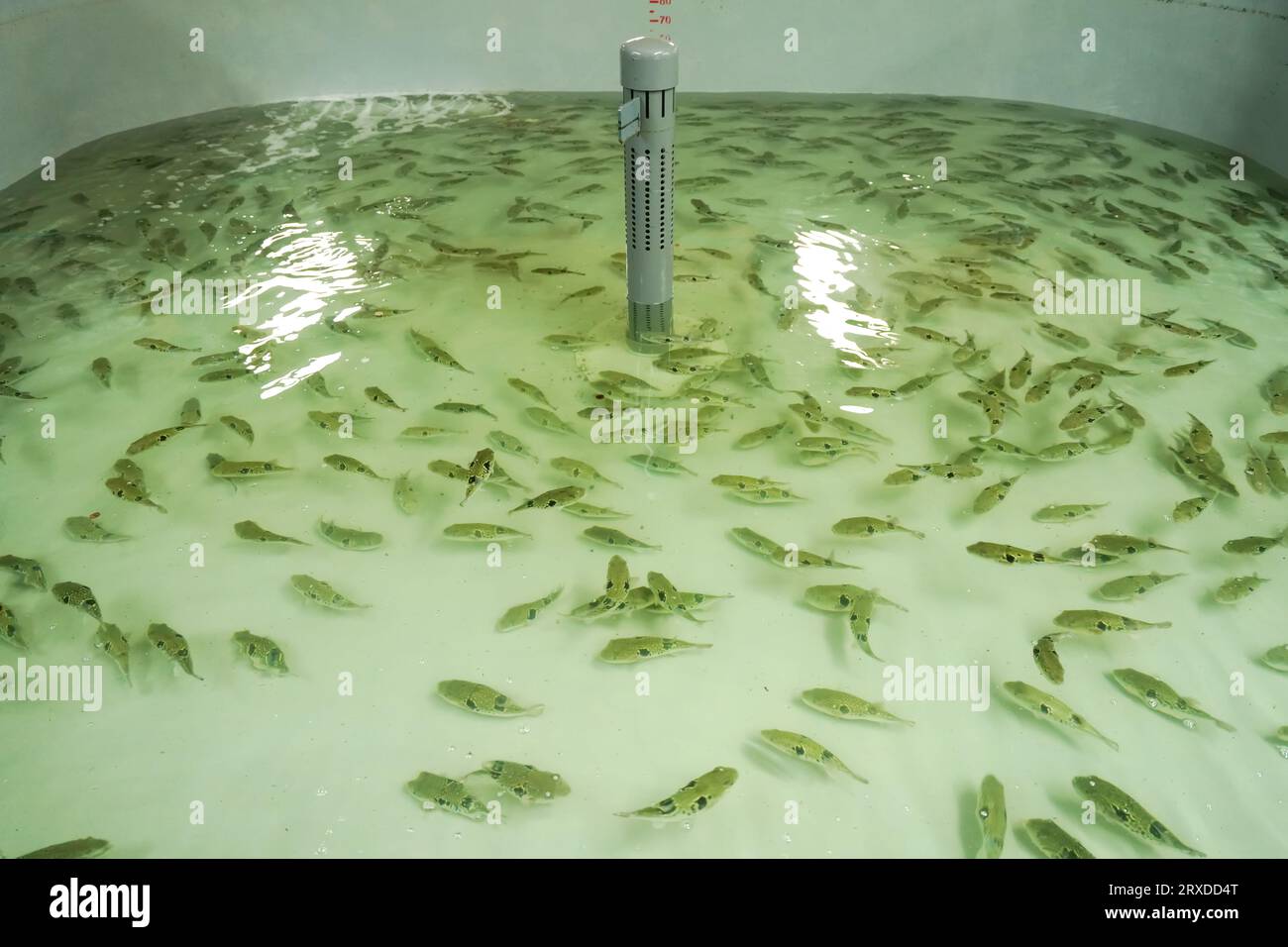Der Pufferfisch, der im Brutbecken schwimmt, befindet sich auf einer Farm in Nordchina Stockfoto
