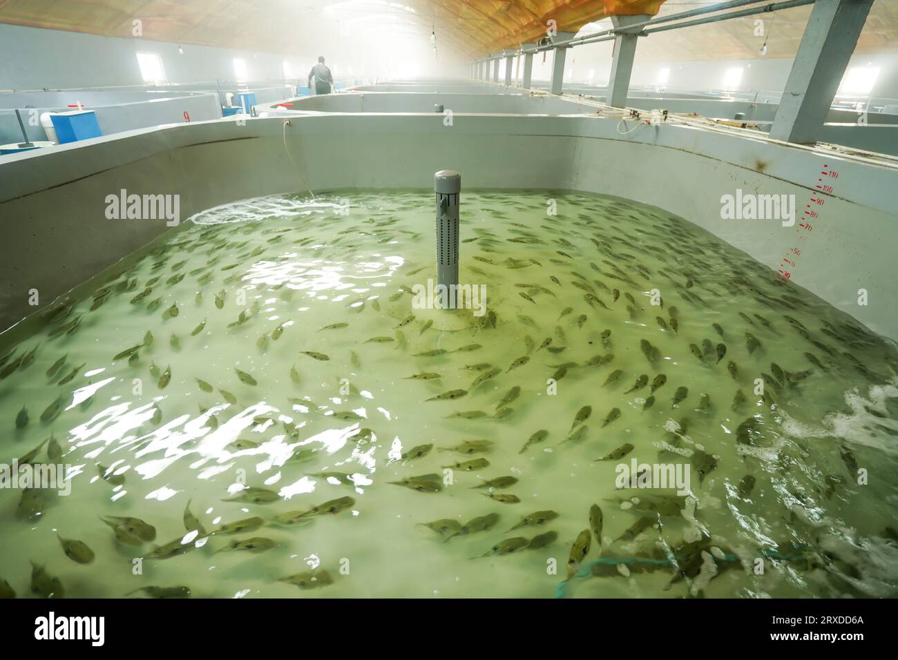 Der Pufferfisch, der im Brutbecken schwimmt, befindet sich auf einer Farm in Nordchina Stockfoto