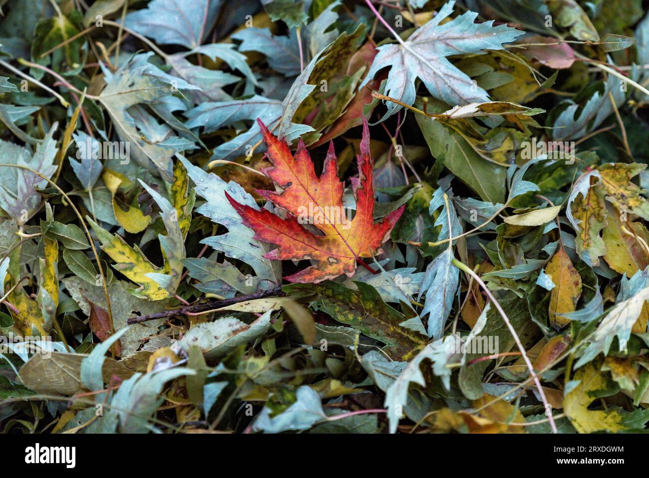 Die Färbung eines Red Maple Leaf hebt sich während der Herbstsaison zwischen einem Haufen gefallener Blätter hervor. Stockfoto