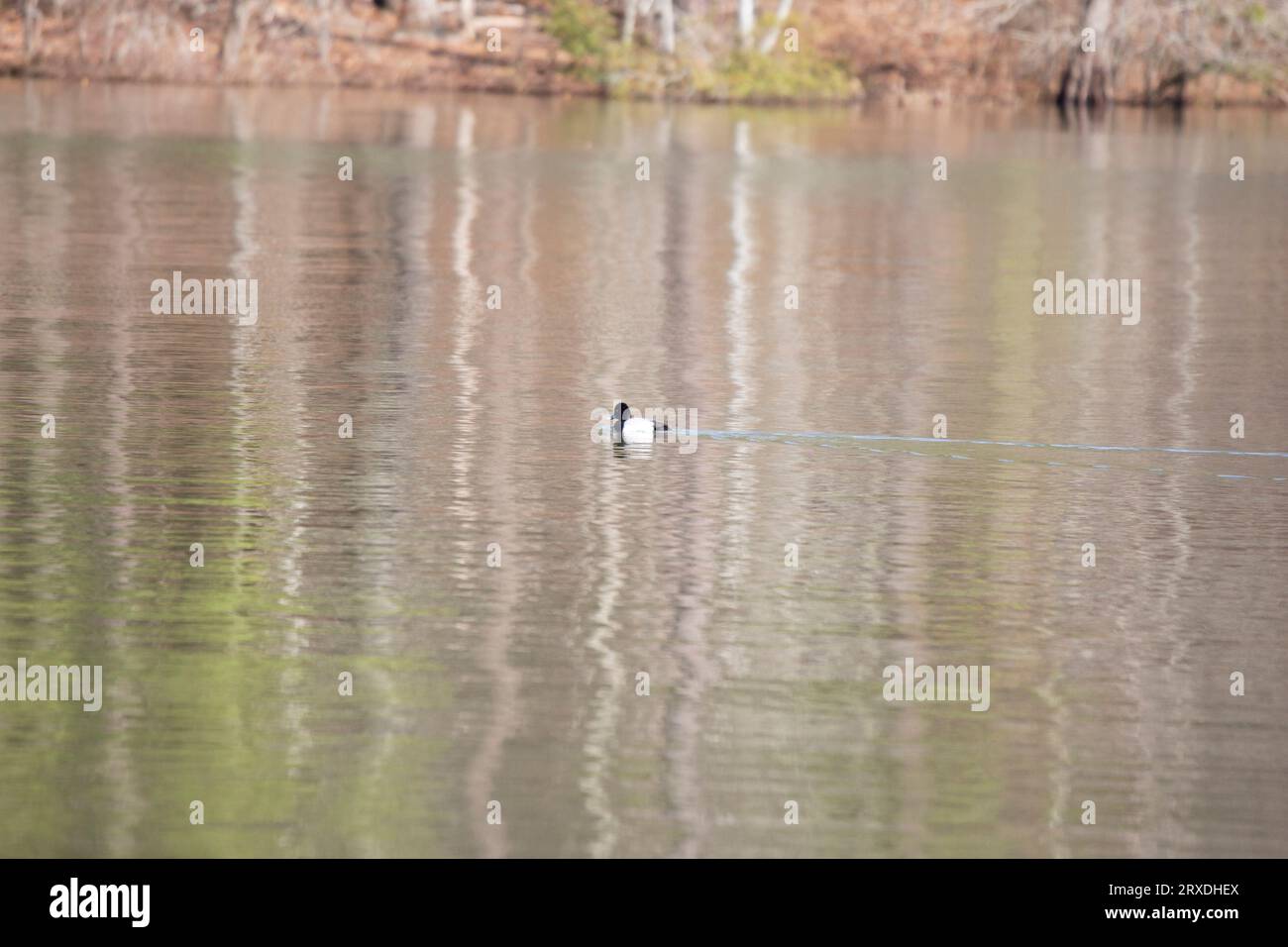 Die kleine Raupenente drake (Aythya affinis) verlässt eine Wache, während er schwimmt Stockfoto