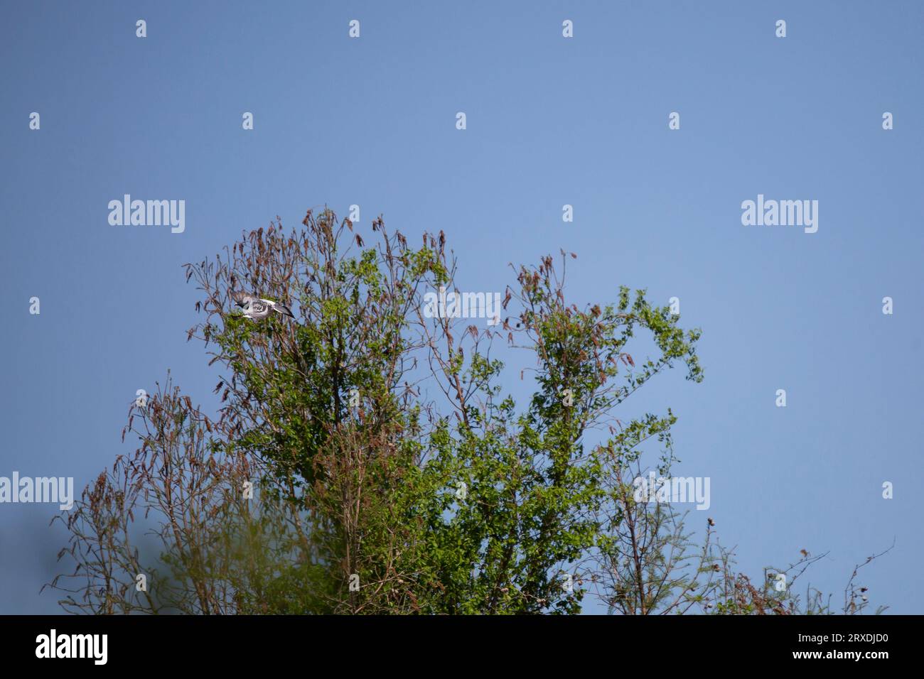 Steintaube (Columba livia), die an einem Baum vorbeifliegt Stockfoto