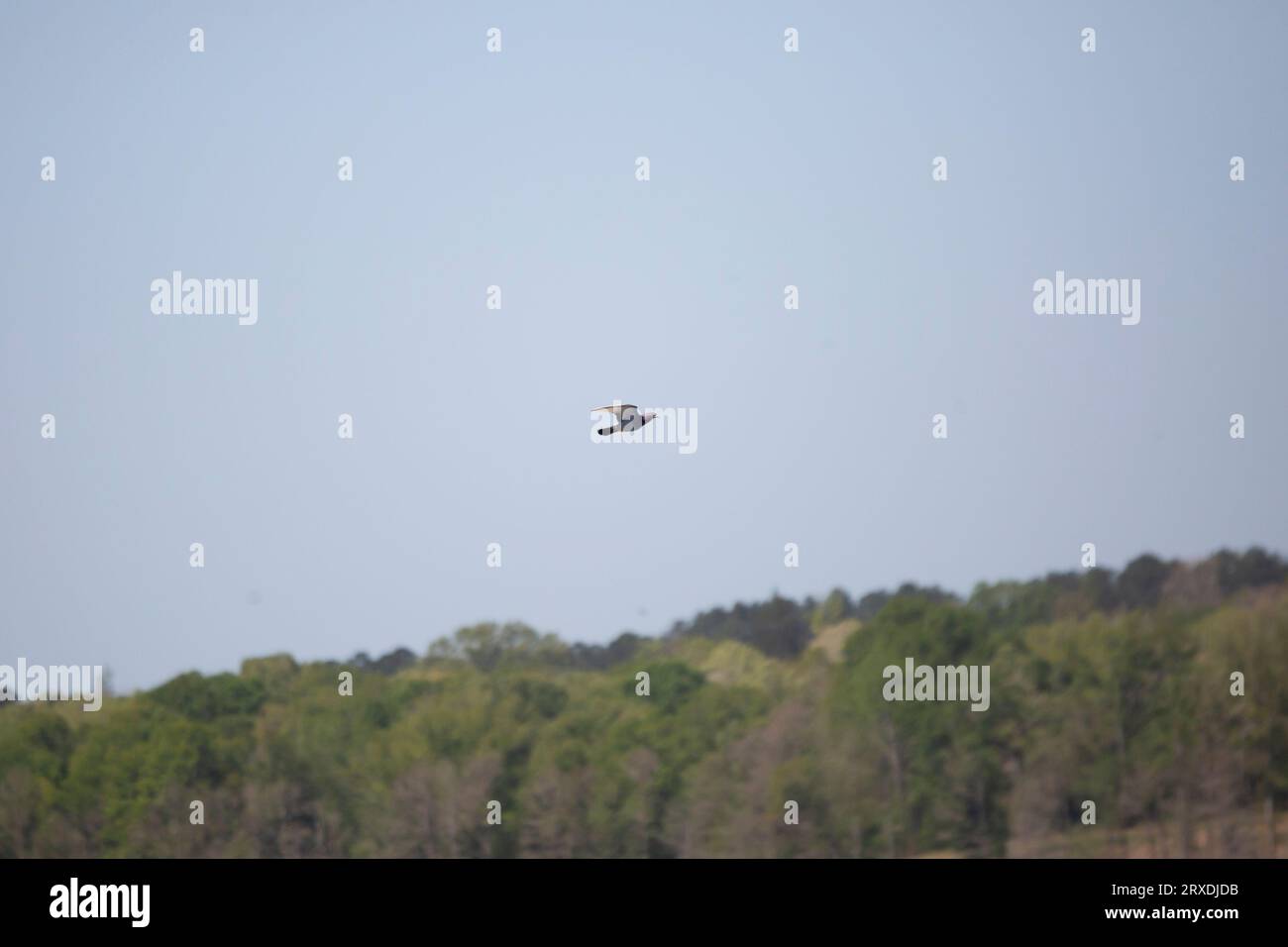 Invasive Felstaube (Columba livia), die an einer Baumreihe vorbeifliegt Stockfoto