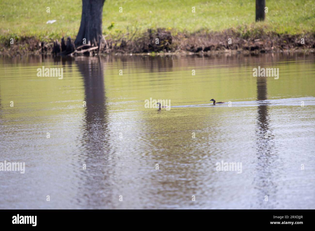 Paarweise zusammenschwimmende Rattenfäule (Podilymbus podiceps) Stockfoto