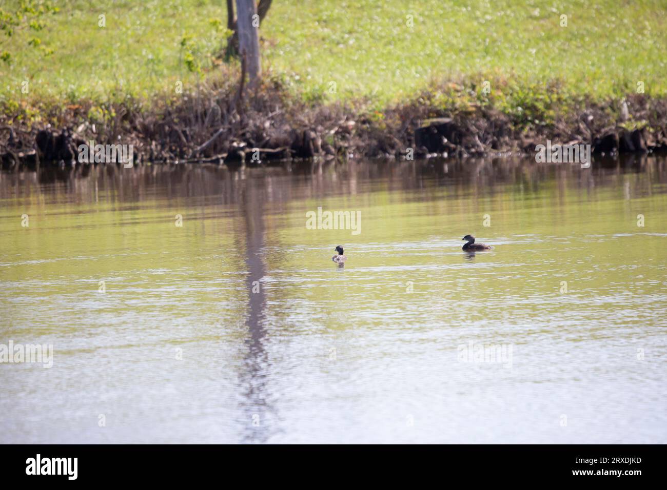 Paarweise zusammenschwimmende Rattenfäule (Podilymbus podiceps) Stockfoto